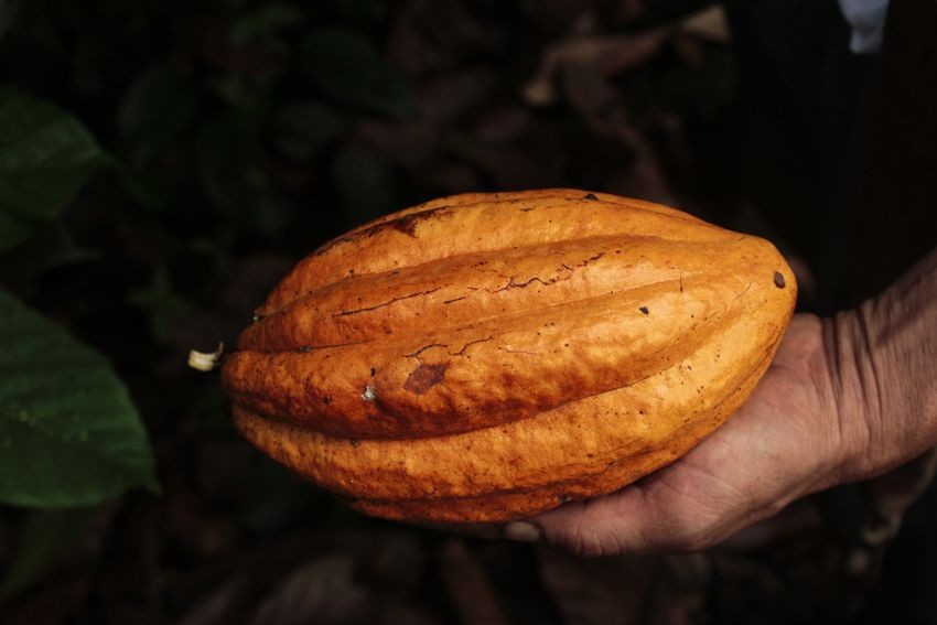 The Rise of African Cocoa Exports: Shipment Trends & HS Code 1801