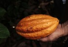 The Rise of African Cocoa Exports: Shipment Trends & HS Code 1801