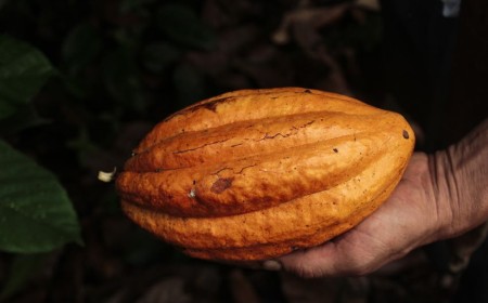 The Rise of African Cocoa Exports: Shipment Trends & HS Code 1801